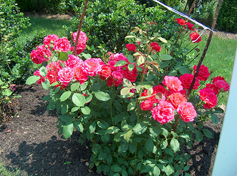 garden